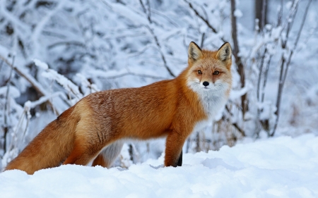 Fox in Snow - snow, animal, winter, fox