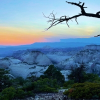 Branch on West Rim, Zion National Park, Utah