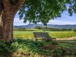 Bench under Tree