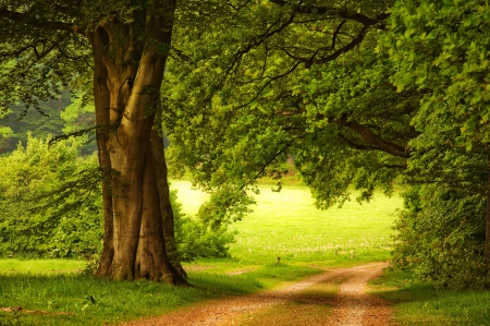 Greenery - beautifl, beautiful, countryside, greenery, peaceful, road, trees