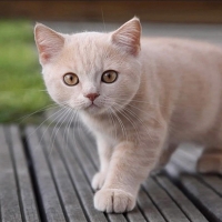 Cute kitty