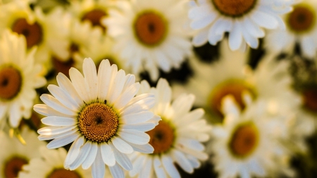 Daisies - daisies, flowers, white, nature