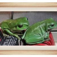 FRAMED FROGS