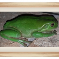 FRAMED FROGS