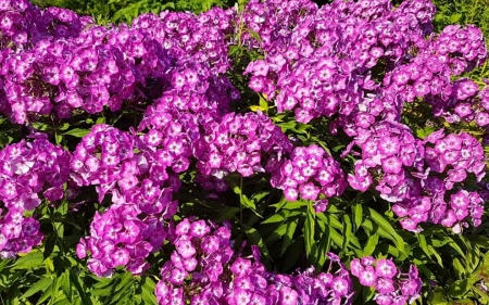 Phlox - Latvia, phlox, pink, flowers