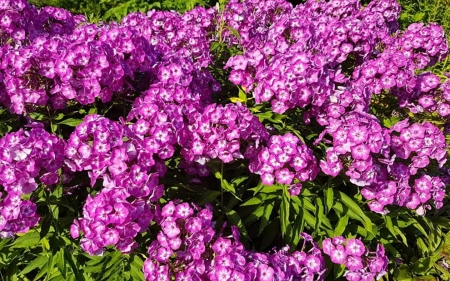 Phlox - flowers, Latvia, pink, phlox