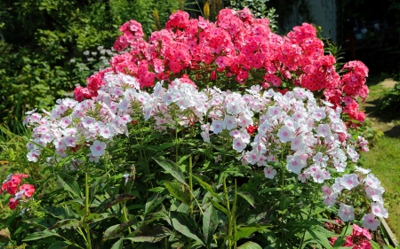 Phlox - flowers, white, red, plants, phlox