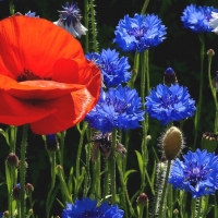Poppy and Cornflowers