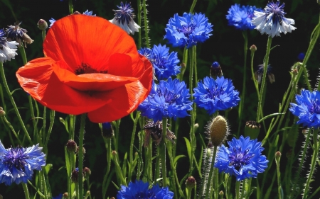 Poppy and Cornflowers - flowers, cornflowers, poppy, macro, meadow