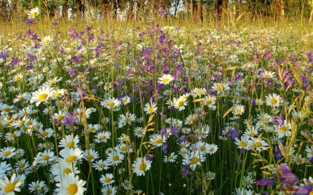 Meadow - meadow, bellflowers, nature, daisies