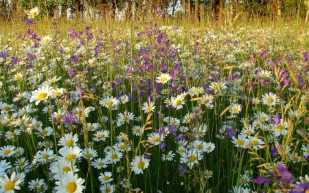 Meadow - daisies, meadow, nature, bellflowers