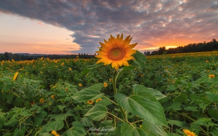 Sunflower Field
