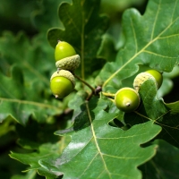 Acorns