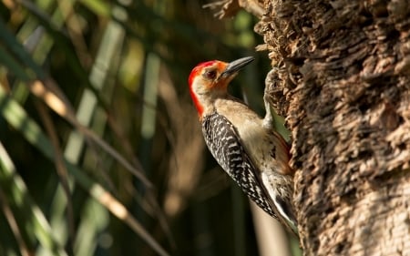 Red-bellied Woodpecker - bird, animal, woodpecker, tree