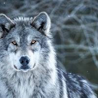 Montana Grey Wolf