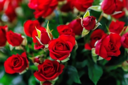 Red roses - pretty, roses, summer, beautiful, buds, fragrance, petals, leaves, scent, red, garden