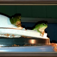 FRAMED FROGS