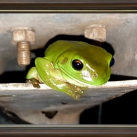 FRAMED FROGS