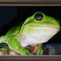 FRAMED FROGS