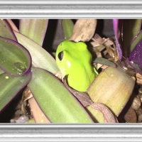 FRAMED FROGS