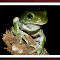 FRAMED FROGS