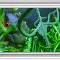 FRAMED FROGS