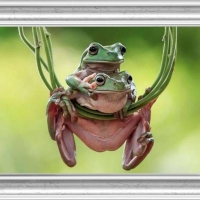 FRAMED FROGS