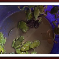 FRAMED FROGS