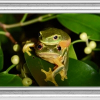 FRAMED FROGS