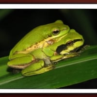 FRAMED FROGS