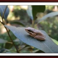 FRAMED FROGS