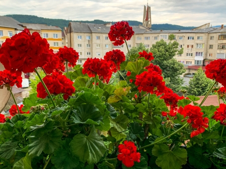 Muscate - aer, cer, ger, ser