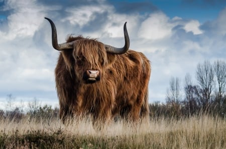 hairy bovine - cow, bovine, hairy, horns