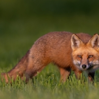 Fox