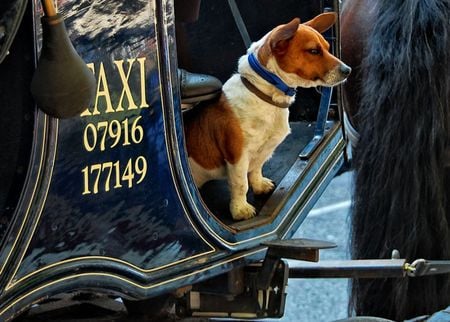 taxi - taxi, blue, dog