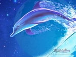 Fantasy Dolphin