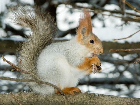 Squirrel in winter - squirrel in winter, cool