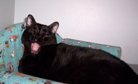 Yaaaawwwnnn! - cat, lounging cat yawning, kitty, yawning cat