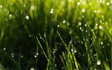 SUMMER RAIN - droplets, grass, raindrops