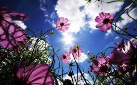 BEAUTIFUL DAY - FIELD, flowers, pink, sky