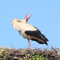 The call of the stork