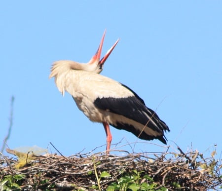 The call of the stork - bird, animal, nest, stork