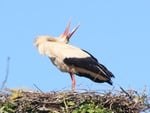 The call of the stork