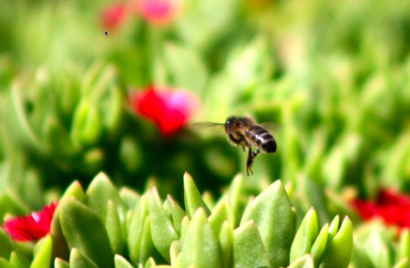 Busy bee - buzzing, green, bee, red