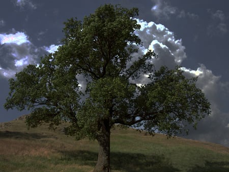 Forest HDR - clouds, forests, macin, hdr, light, shadow