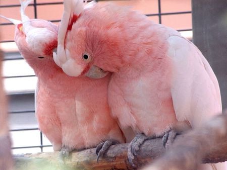 cockatoos wallpaper .jpg - feaathers, pink, beautiful