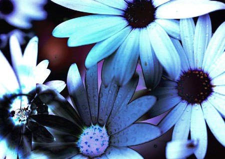 Flowers - flowers, nature, blue