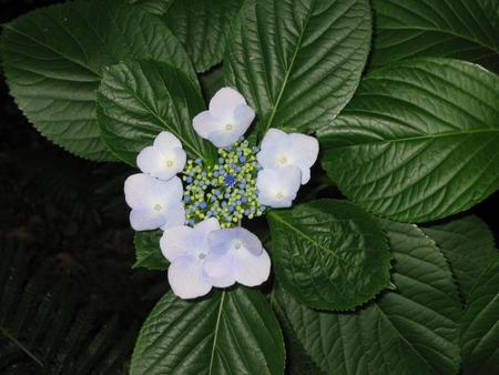 Flower - leaves, nature, flower