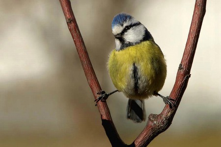 Perfect Balance - birds, nature, green, photography, ptaki