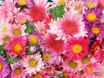 Daisies and Mums Wallpaper.jpg